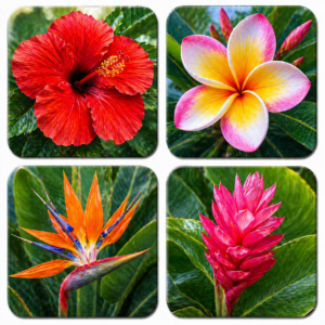 Tropical flowers